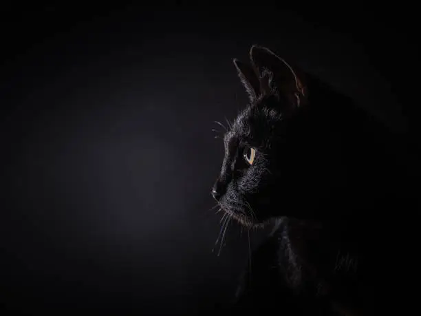 Photo of Side view of a light rimmed black house cat with an intens stare into the spotlight. Isolated on a black background.