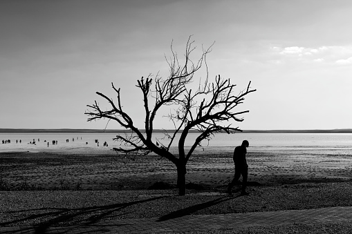 Tuz gölünde insan siluetlerinin siyah beyaz manzarası. güneşli bir günde ters ışıkta insan ve yaprak döken ağaç silueti full frame makine ile çekilmiştir.