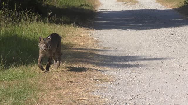 Bobcat walking on a dirt road in Florida