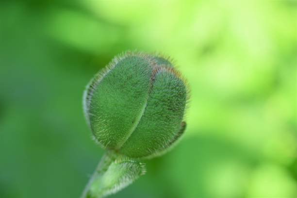 broto de papoula verde fechado contra um fundo verde desfocado - poppy bud - fotografias e filmes do acervo