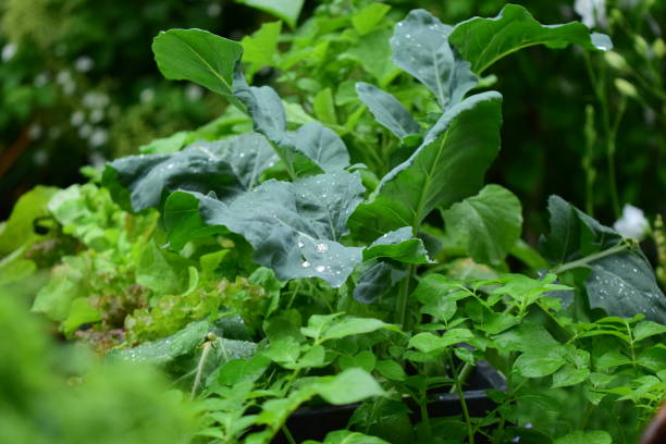 istock Mixed green growing vegetables in the rain 1324437642