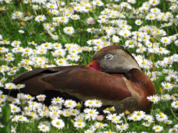 istock Black Bellied Whistling Duck in Daisies 1324437708