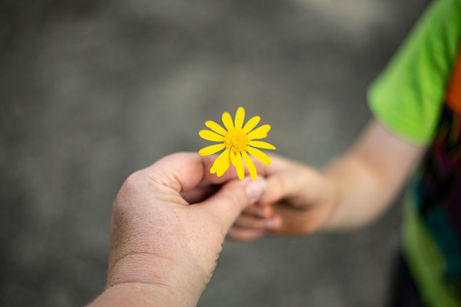 A child hands his mother a single flower.