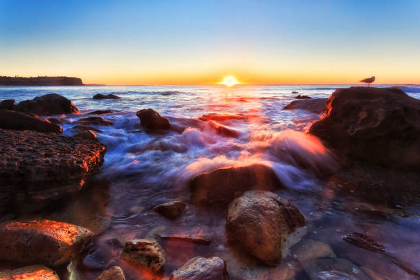 Seagull on a sandstone rock of Newport beach in Sydney at sunrise - Pacific ocean coast seascape.