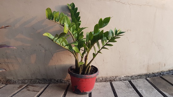 Zamioculcas zamiifolia plant in a pot on a wall background