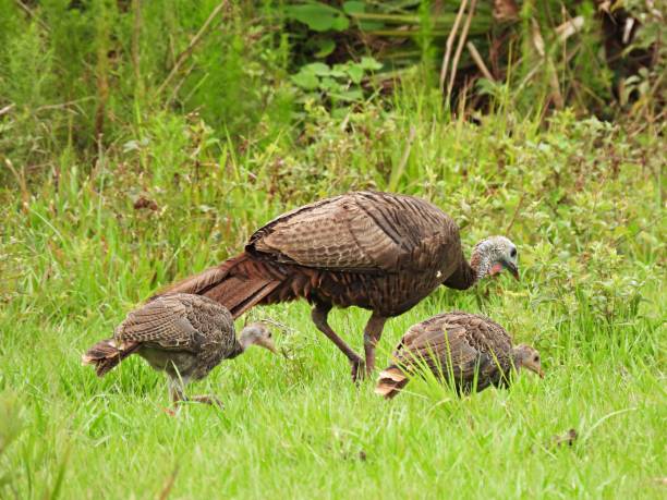 istock Wild Turkey (Meleagris gallopavo) with her two 