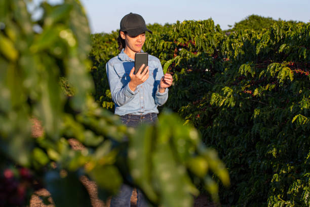istock Farmer woman on coffee plantation 1324448917