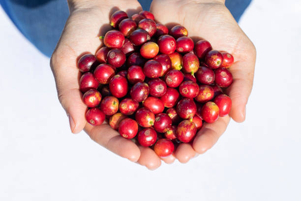 istock Hands full of ripe coffee beans. 1324449440