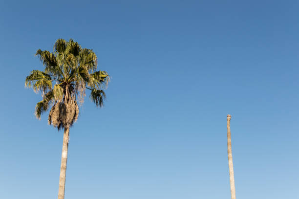 green palm tree and dead palm tree with blue sky