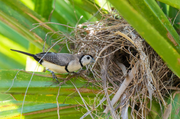 istock birds double barred finch in nest. 1324451801