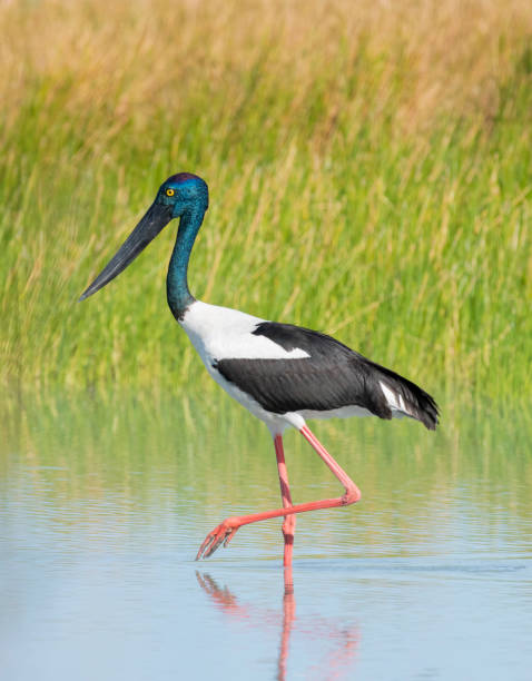 istock Jabiru stork in a lagoon. 1324451832