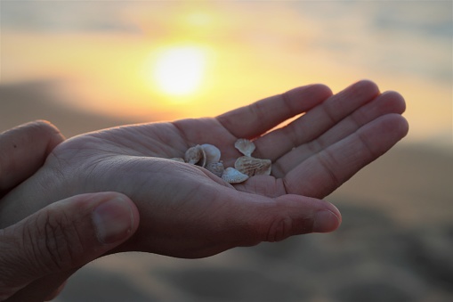 A little girl holding tiny shells against sunset