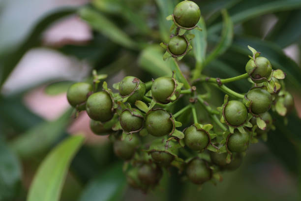 istock Golden Penda also known as Xanthostemon chrysanthus buds close up 1324457421