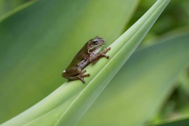 Gree Tree Frog Sitting on Agave Plant
