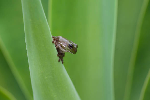 istock Gree Tree Frog Sitting on Agave Plant 1324457441