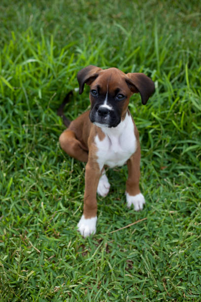 istock Cute Boxer Dog Puppy sitting on Green Grass 1324457451