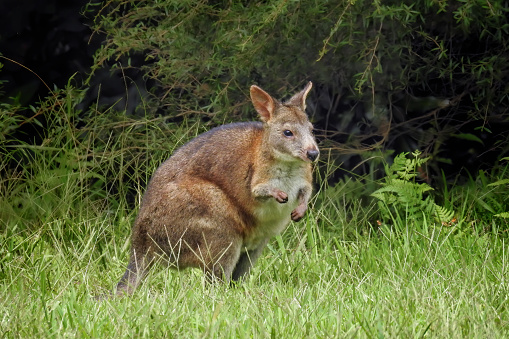 A young pademelon in the rainforest in Springbrook National Park