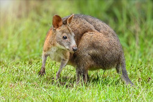 A young pademelon in the rainforest in Springbrook National Park