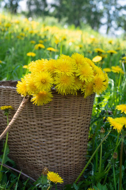 Dandelion bouquet in a wicker basket. Summer.