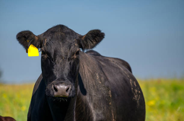 istock A black cow grazes on a green meadow. Summer sunny day 1324460773