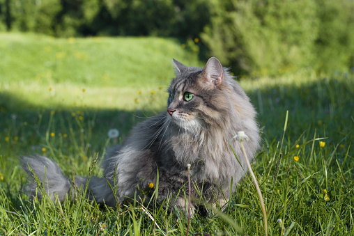 Outdoor cat. Portrait of a beautiful purebred green-eyed cat looking to the side in nature. Fur gray cat sitting on the grass, resting on a summer day. Pet walking outside