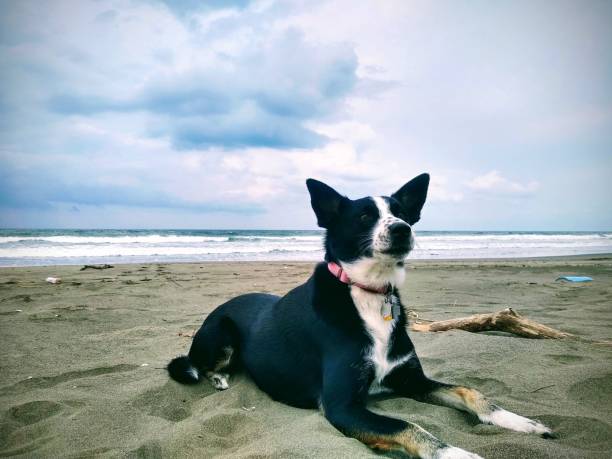 istock Dog Lays on an Empty Beach 1324463139