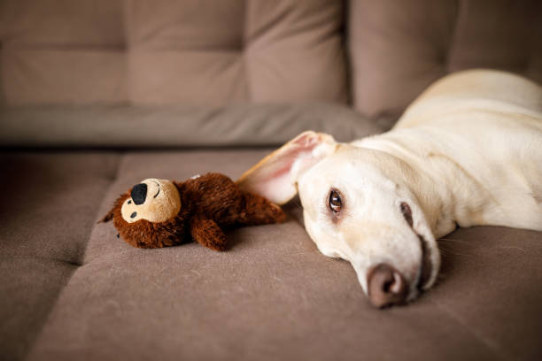 istock Sleepy dog lying on sofa with stuffed toy 1324463357