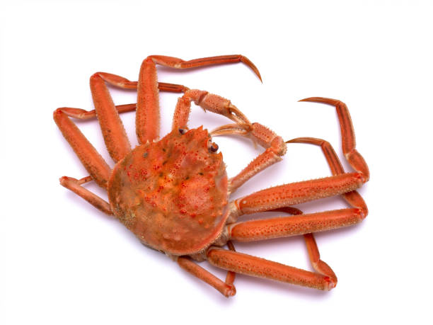 istock Boiled snow crab taken on a white background 1324464170
