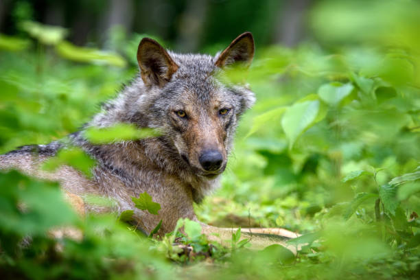 istock Wolf portrait in summer forest. Wildlife scene from nature 1324469427