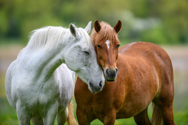 istock Two horses embracing in friendship 1324469444