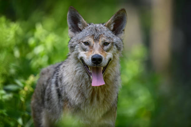 istock Wolf portrait in summer forest. Wildlife scene from nature 1324469469