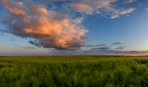 istock Wheat field landscape with path before the sunset time 1324469497