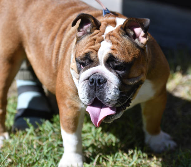istock Dog breed American Bulldog 1324471780