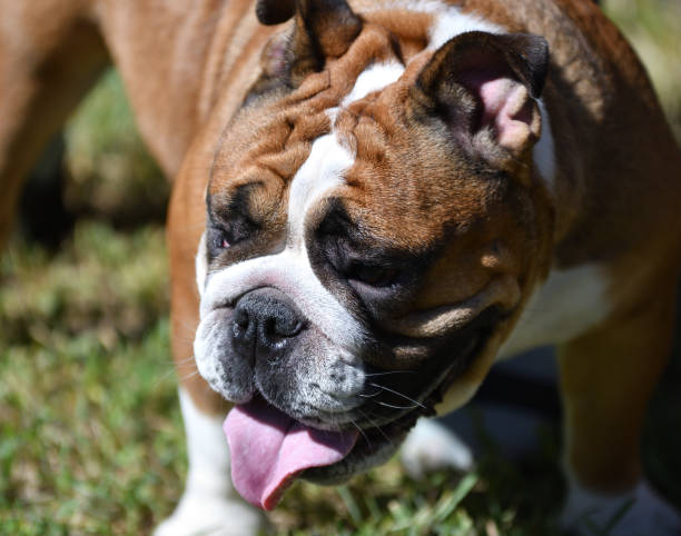 istock Dog breed American Bulldog 1324471783