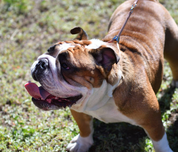 istock Dog breed American Bulldog 1324471790