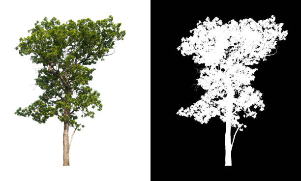 isolated tree on white background with clipping path isolated tree on white background with brush design plant png stock pictures, royalty-free photos & images