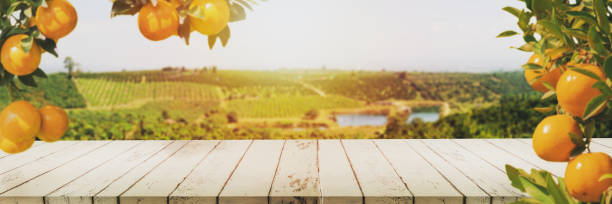 Orange farm ready to harvest stock photo