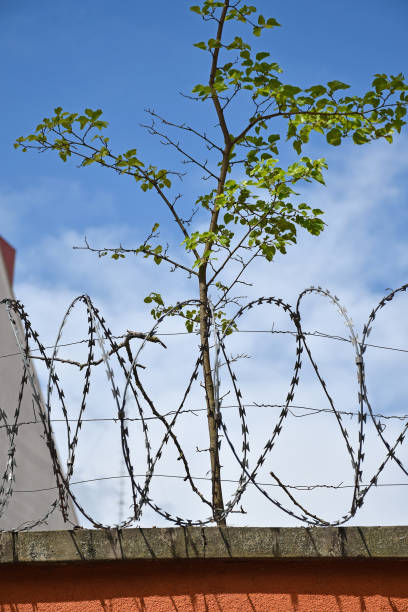 istock Barbed wire fence of the prison 1324474281