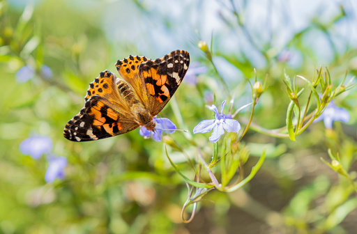Painted Lady butterfly resting on a flower