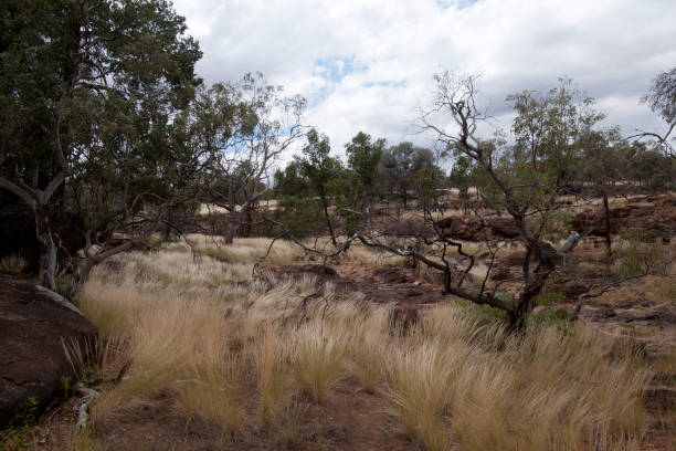 istock Scene across rocky ground with native grasses 1324475301