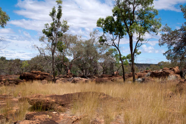 istock Rural view with dry grass red dirt and gum trees 1324475397