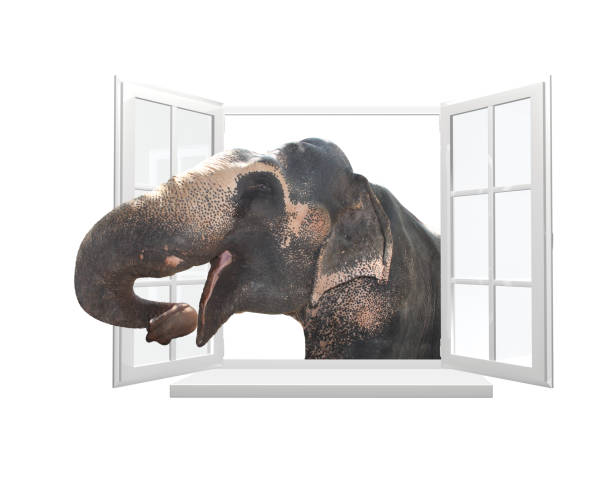 istock Cute curious elephant stare at the opened window 1324477244