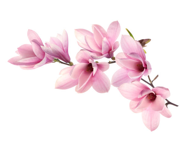 beautiful pink magnolia flowers on white background - magnolia blossom imagens e fotografias de stock