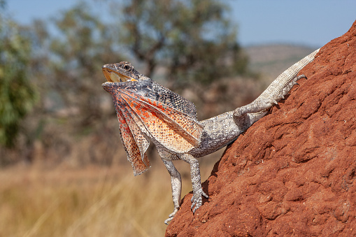 Australian Frilled Lizard on termite mound