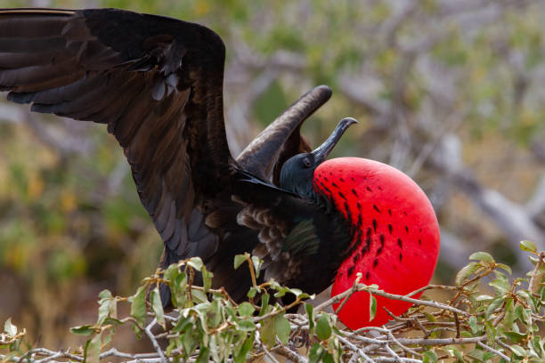 istock Male Frigate Bird 1324477960