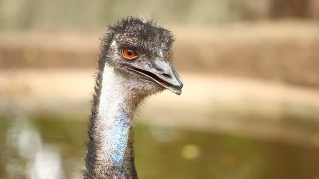 Close up emu face