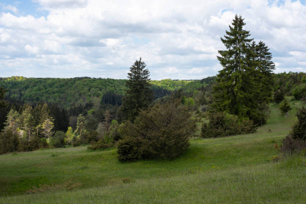 istock juniper heathland and mixed forest in swabian alb 1324481067