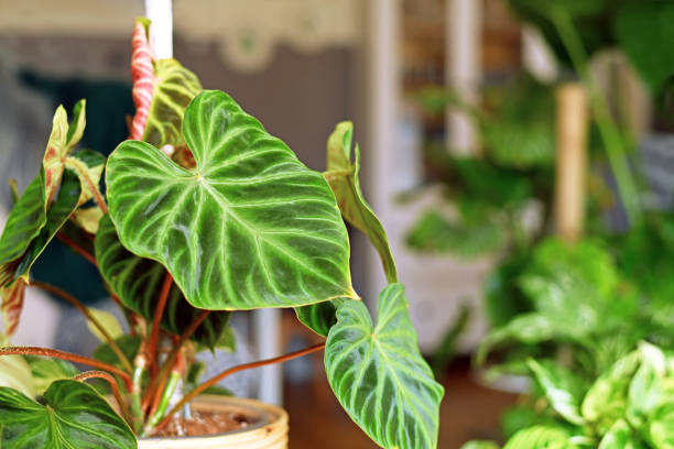 Close up of exotic 'Philodendron Verrucosum' houseplant with dark green veined velvety leaves Close up of exotic 'Philodendron Verrucosum' houseplant with dark green veined velvety leaves in flower pot cheese plant stock pictures, royalty-free photos & images