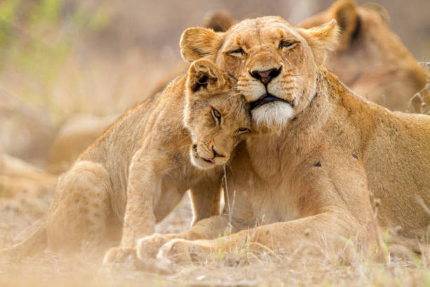 süße löwenfamilie - wildtier stock-fotos und bilder