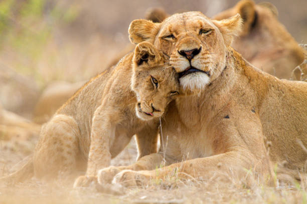 cute lion family - zuid afrika stockfoto's en -beelden
